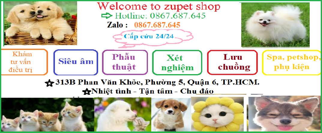 Top 3 Phòng Khám Thú Y Uy Tín và Chất Lượng tại Quận 6