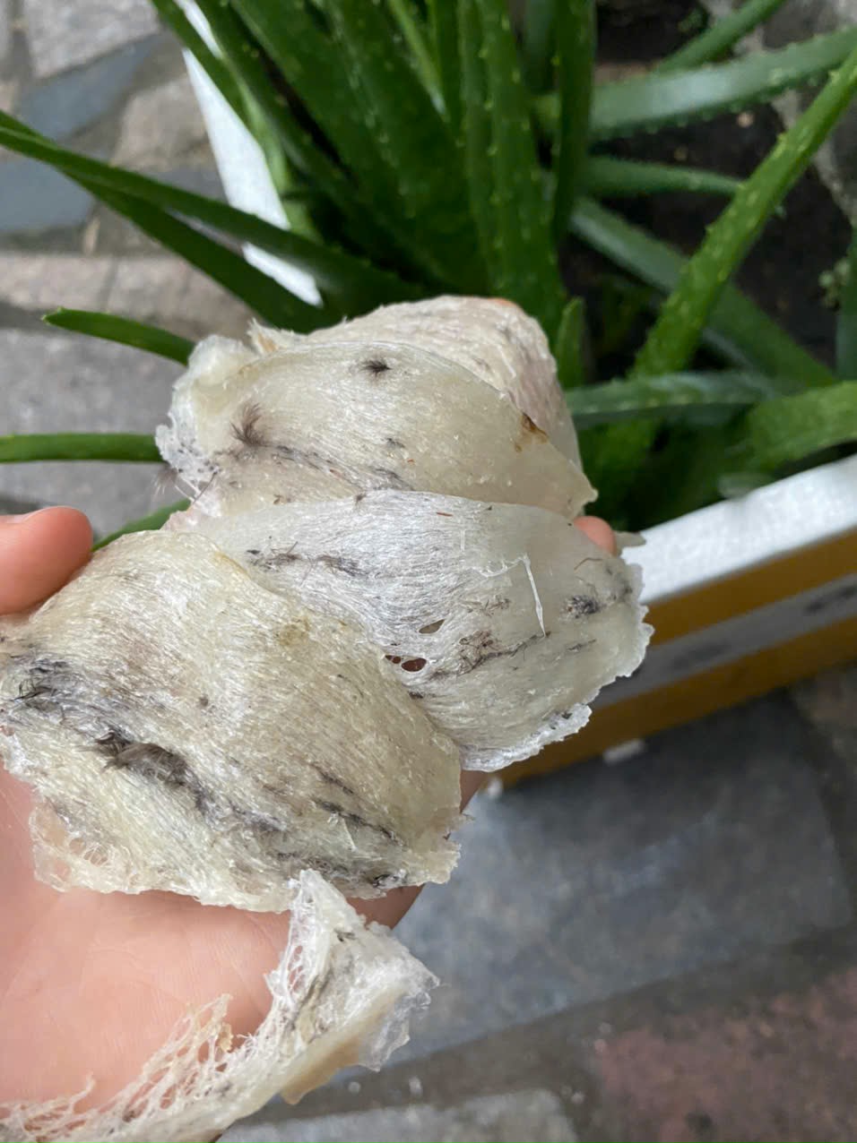 Khám Phá Top 3 Địa Điểm Uy Tín Bán Yến Quy Nhơn: Sự Lựa Chọn Hoàn Hảo Cho Hương Vị Chất Lượng