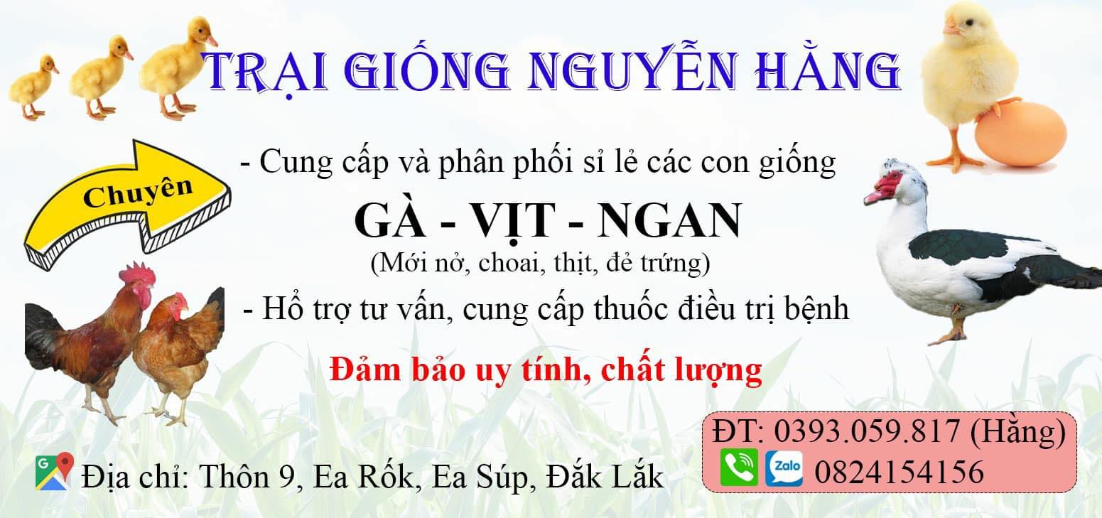 TOP 3 ĐỊA ĐIỂM CUNG CẤP GÀ NGON VÀ GIÁ TỐT TẠI XÃ EAROK