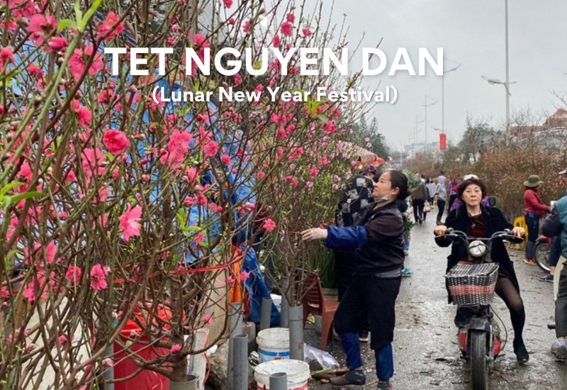 Traditional Festivals in Vietnam: A Celebration of Culture and Heritage