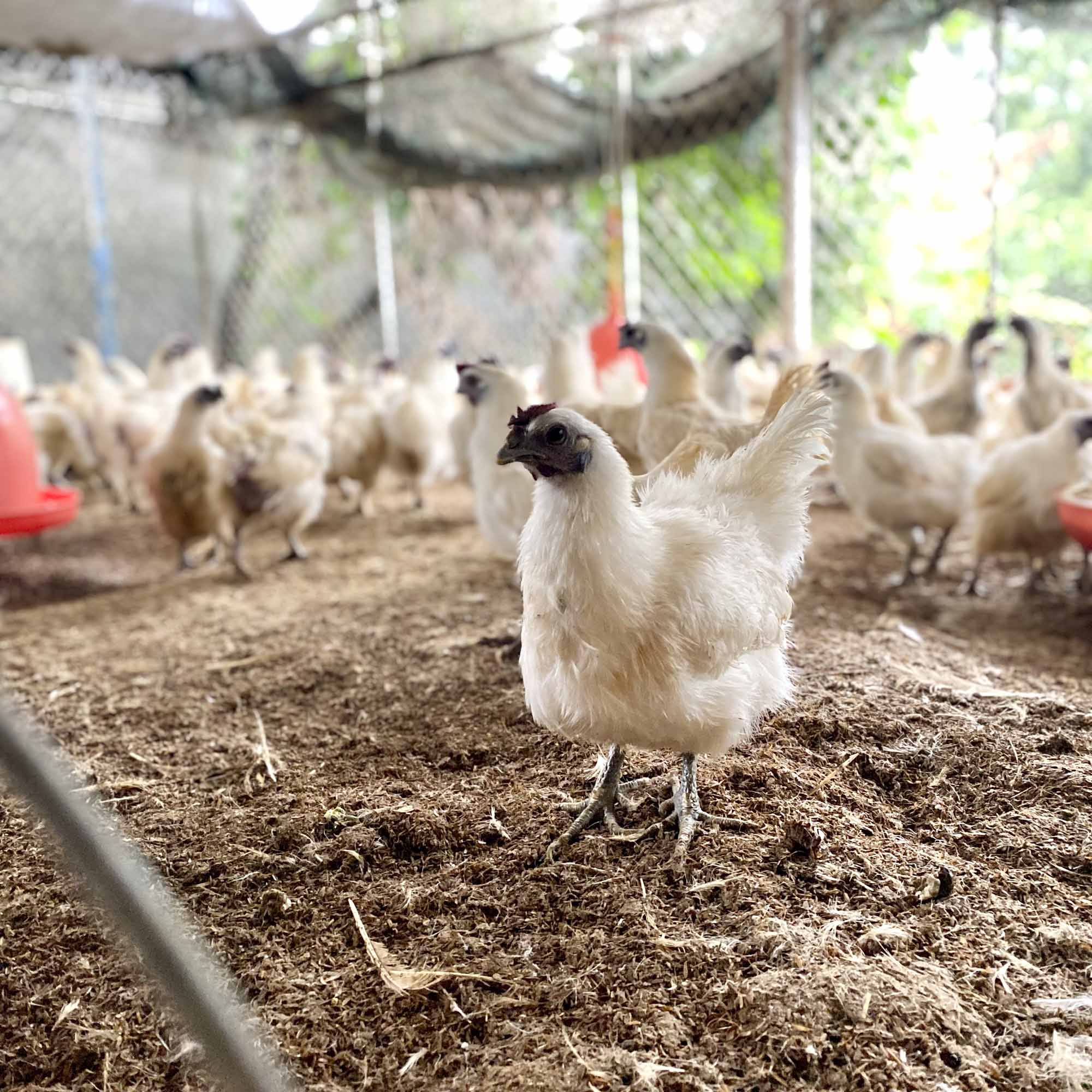 TOP 3 CỬA HÀNG GÀ CHẤT LƯỢNG HÀNG ĐẦU TP HỒ CHÍ MINH