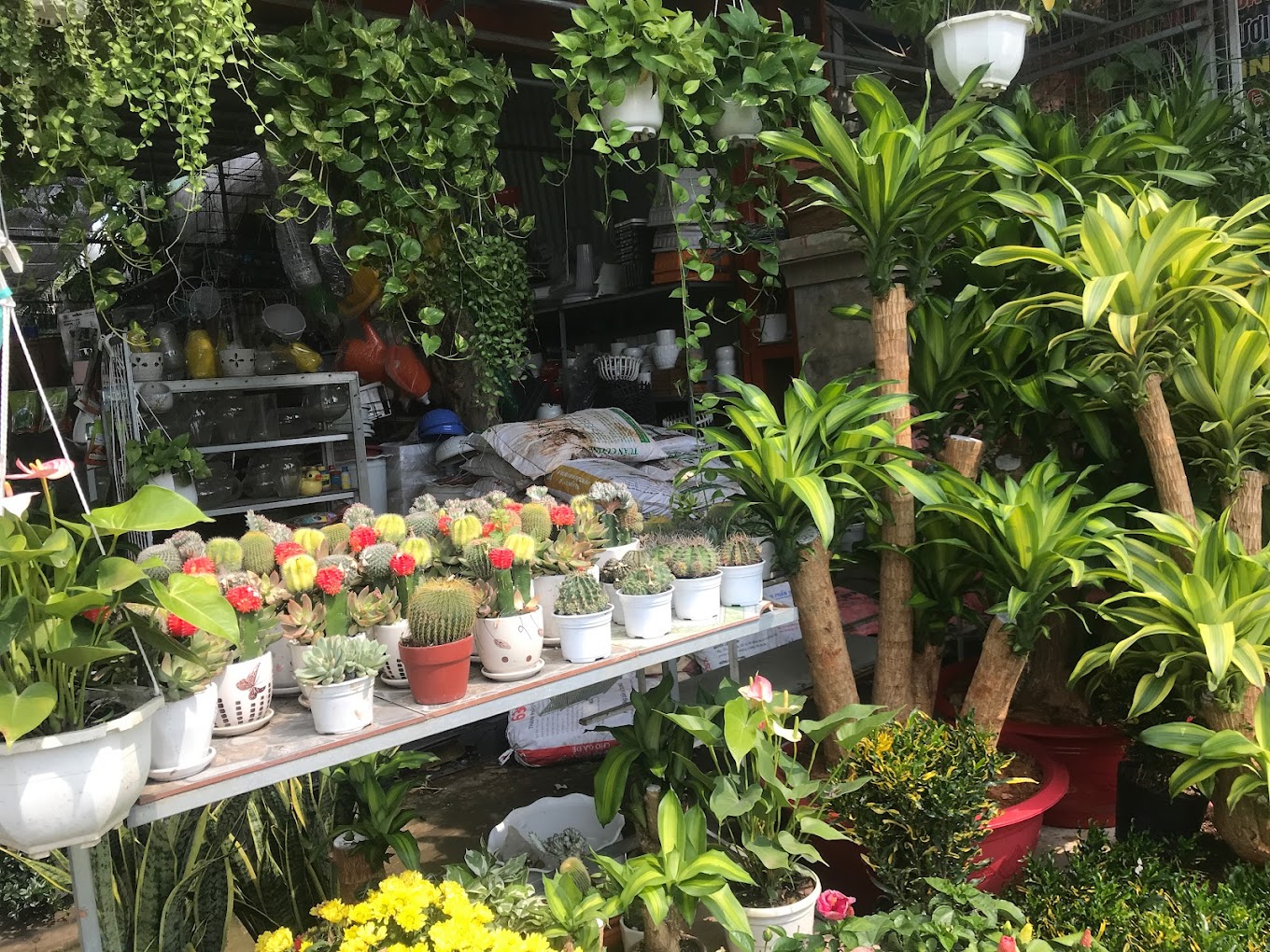 Top 3 địa điểm cung cấp cây cảnh uy tín tại Thủ Đức