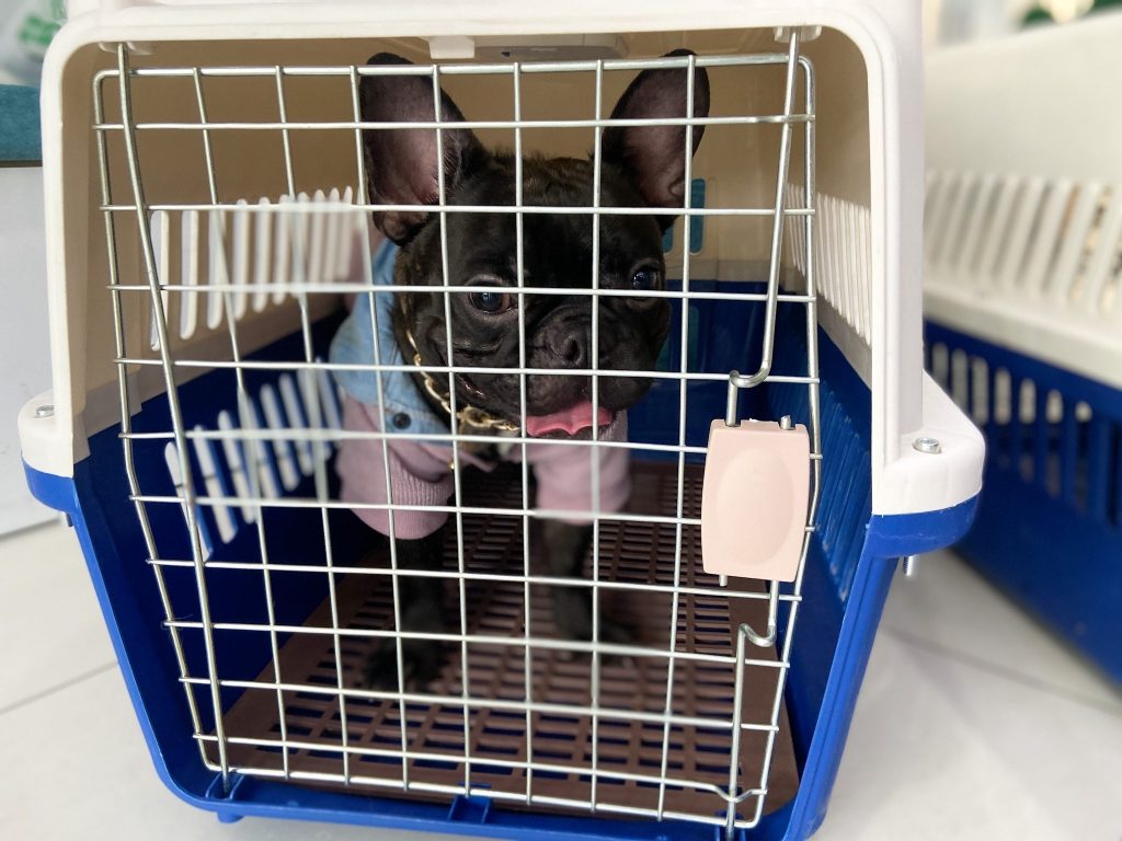 Top 3 Phòng Khám Thú Y Uy Tín Tại TP HCM