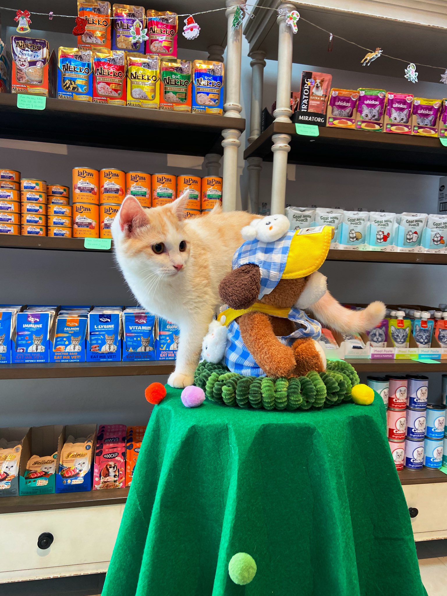 🐾 Top 3 Pet Shop Uy Tín và Chất Lượng Nhất Khu Vực Vĩnh Long: Thiên Đường Chăm Sóc Thú Cưng!