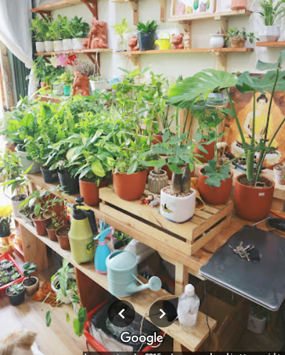 TOP 3 CÂY CẢNH UY TÍN QUẬN 12