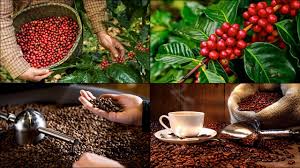 Top 3 Đơn Vị Sản Xuất Hạt Cà Phê Uy Tín, Chất Lượng Tại Biên Hòa, Đồng Nai