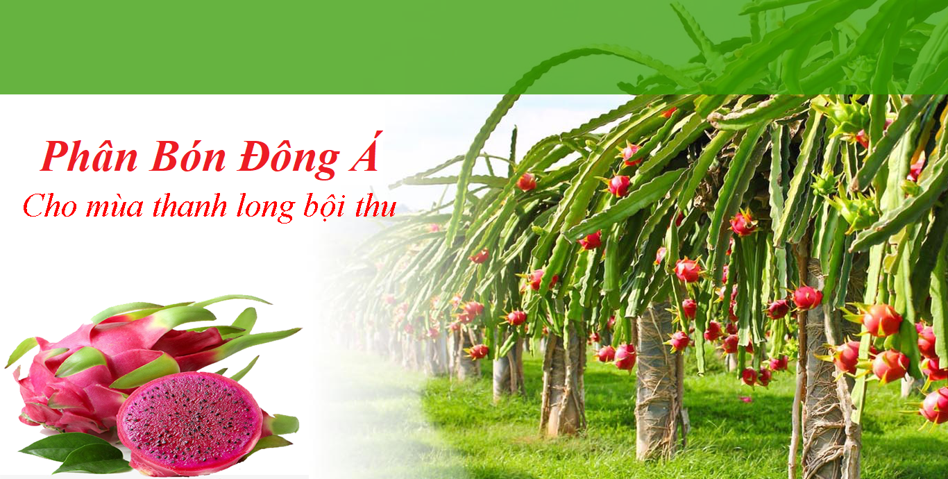 Top 3 Đơn Vị Cung Cấp Phân Bón Uy Tín Tại Đức Hòa, Long An