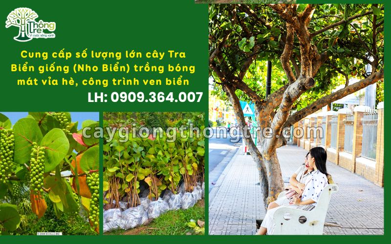 Địa Chỉ Mua Cây Nho Biển, Cây Tra Biển Chất Lượng Tốt, Giá Sỉ