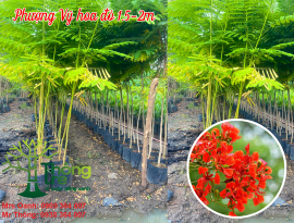 Công Ty TNHH Thông Tre: Đối Tác Tin Cậy Cung Cấp Cây Giống Lâm Nghiệp