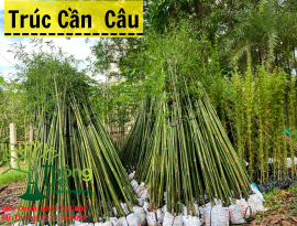 CÔNG TY TNHH THÔNG TRE: Cung Cấp Sỉ Cây Tre, Trúc Chất Lượng Cao, Bền Vững Và Đa Dạng