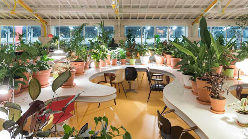 Top 3 Lý Do Nên Chọn Cây Kiểng Hoàng Duy – Đơn Vị Chuyên Cung Cấp Cây Kiểng Chất Lượng, Cây Phong Thủy & Dịch Vụ Cho Thuê Cây Trên Toàn Quốc