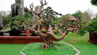 TOP 3 Nơi Cung Cấp Trang Trí Cây Cảnh Uy Tín Tại Long An