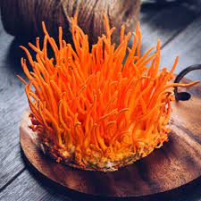 TOP 3 ĐƠN VỊ CUNG CẤP ĐÔNG TRÙNG HẠ THẢO UY TÍN NHÁT TẠI GÒ VẤP