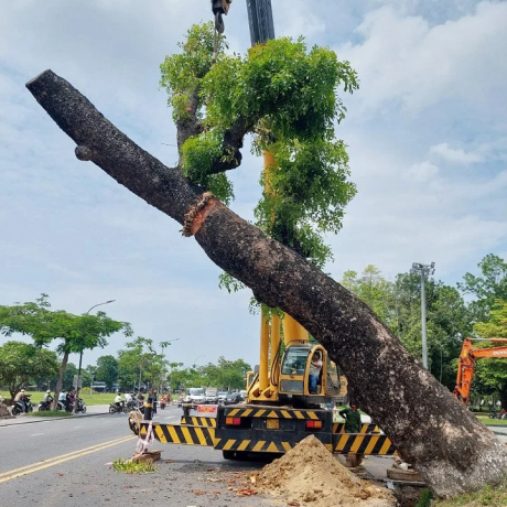 TOP 3 ĐƠN VỊ CÂY XANH UY TÍN, CHẤT LƯỢNG TẠI HỒ CHÍ MINH