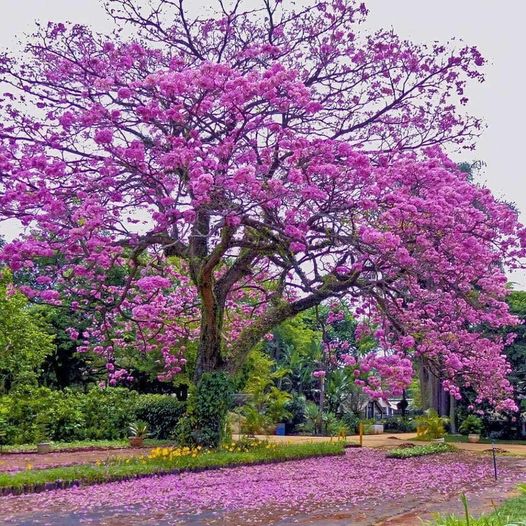 Top 3 cửa hàng cây xanh uy tín tại quận 2