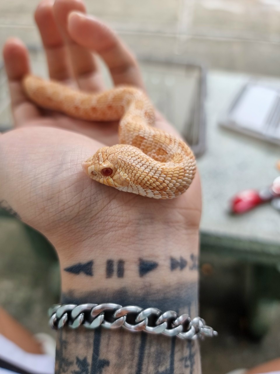 Bạn Yêu Các Bé Rắn Dễ Thương Thì Không Thể Bỏ Qua Cửa Hàng OKAL SHOP