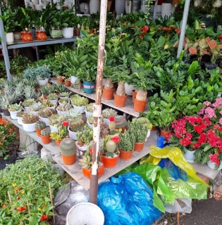 Top 3 Cửa Hàng Cây Cảnh Đẹp, Giá Rẻ Ở Bình Dương