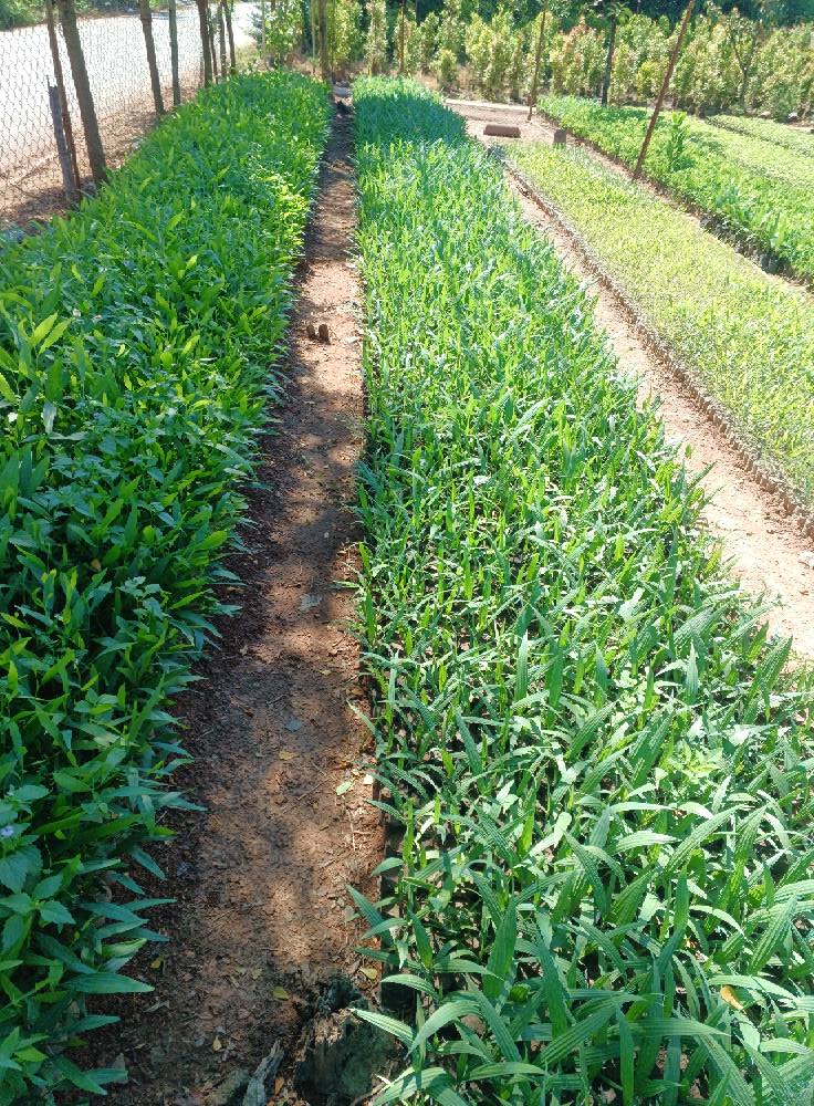 Top 3 Cửa Hàng Cây Giống Uy Tín Tại Huyện Trảng Bom, Đồng Nai