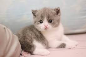 Top 3 Cửa Hàng Thú Cưng Uy Tín Tại Quận Bình Chánh – Địa Chỉ Tin Cậy Cho Người Yêu Thú Cưng