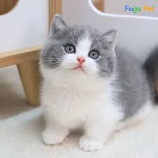 Top 3 Cửa Hàng Thú Cưng Uy Tín Tại Quận Bình Chánh – Địa Chỉ Tin Cậy Cho Người Yêu Thú Cưng