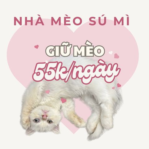 top 3 địa chỉ chăm sóc mèo uy tín tại quận 12
