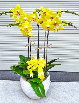 Top 3 Shop Hoa Phong Lan Đẳng Cấp Tại TP.HCM