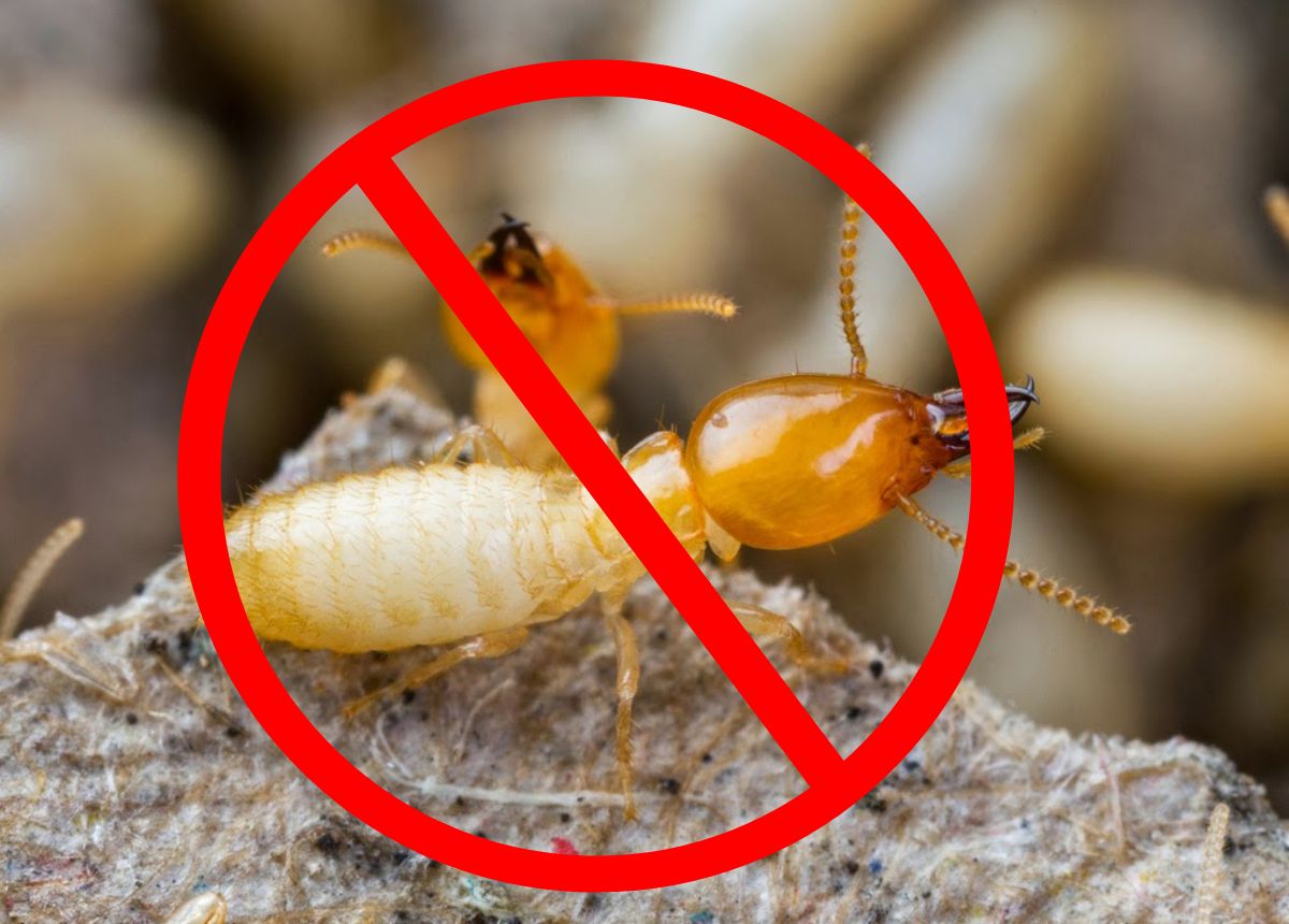 Top 3 Dịch Vụ Diệt Mối Tận Gốc Uy Tín Nhất Tại TPHCM: Cam Kết Sạch Mối 100%