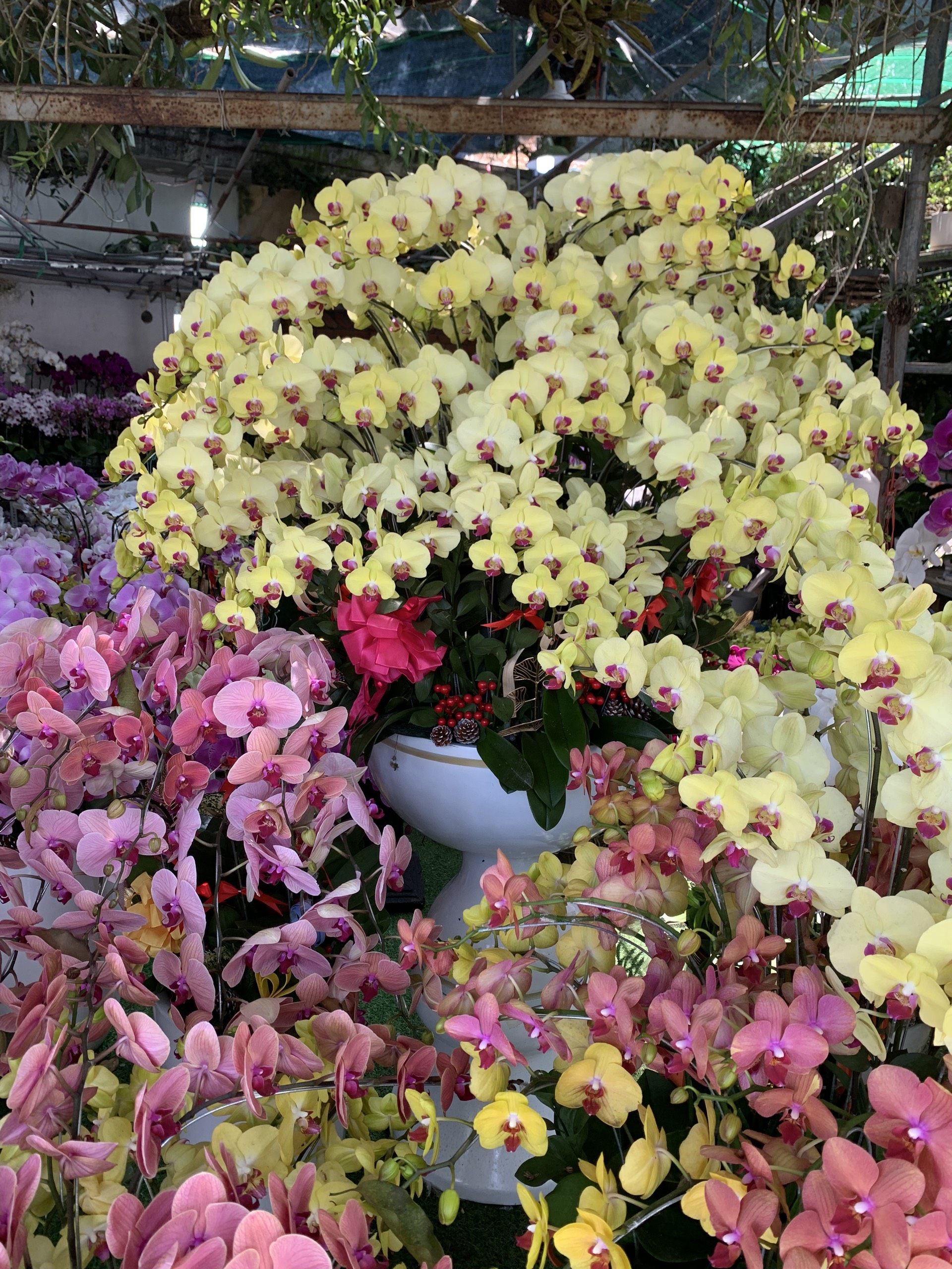 Top 3 Cửa Hàng Bán Cây Cảnh Biên Hòa Nổi Tiếng Nhất Hiện Nay