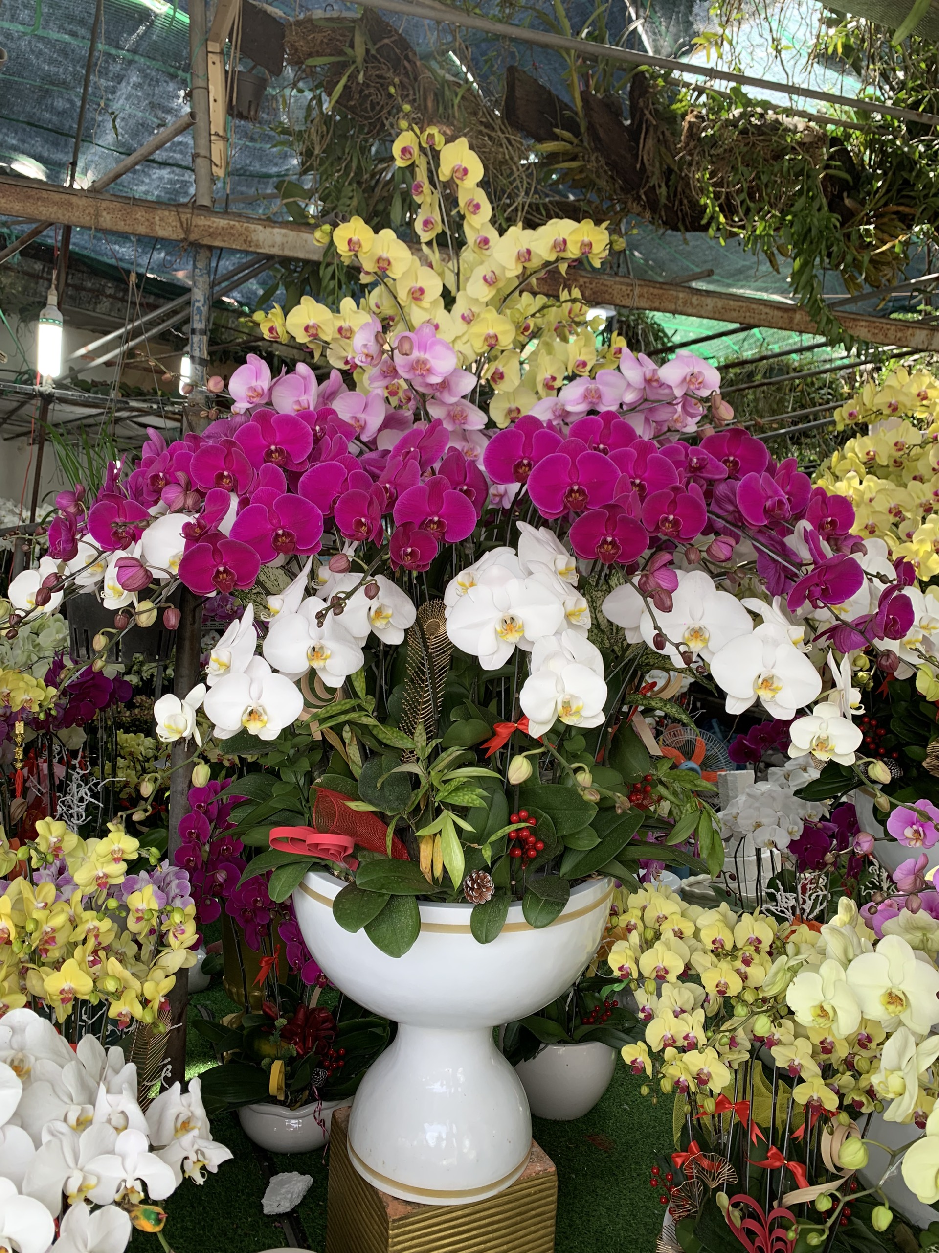 Top3 loài hoa cửa hàng Mười Phong Lan Biên Hòa cung cấp