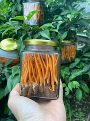 đông trùng hạ thảo