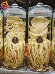 đông trùng hạ thảo