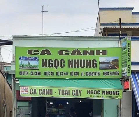 Top 3 Cửa Hàng Cá Cảnh Đẹp, Chất Lượng, Đa Dạng, Giá Rẻ Ở Bình Dương
