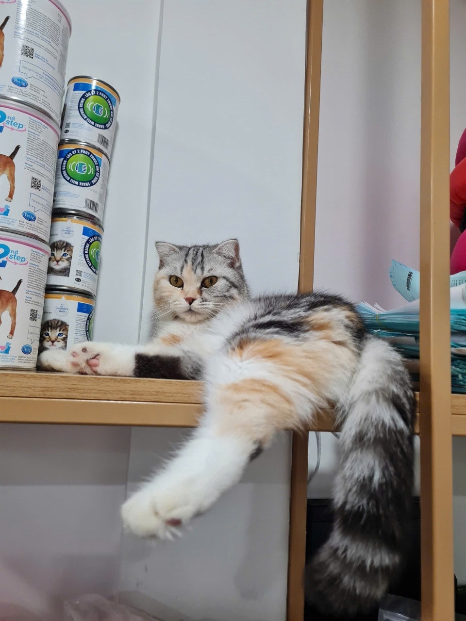 Zoo Home Pet – Bệnh viện thú y uy tín tại Quận 1, TP. Hồ Chí Minh