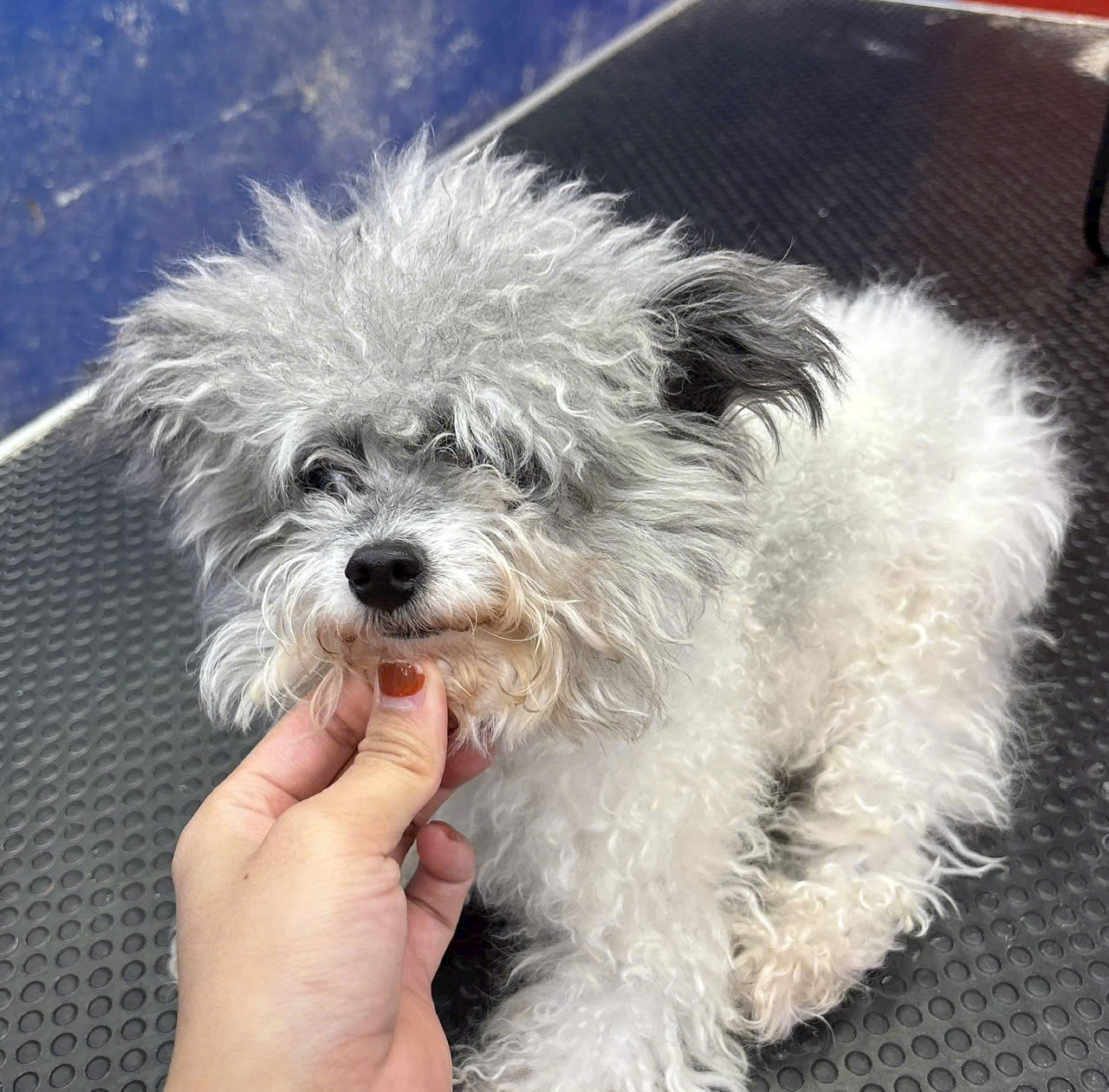 Hello Pet Shop – Điểm đến hàng đầu cho thú cưng tại Quận 5