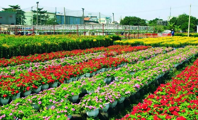 KHÁM PHÁ TOP 3 VƯỜN KHIỂNG UY TÍN  TẠI GÒ VẤP