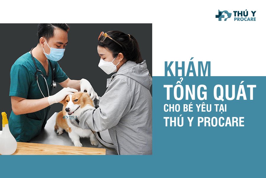 Top 3 Phòng Khám Thú Y Uy Tín Quận Phú Nhuận