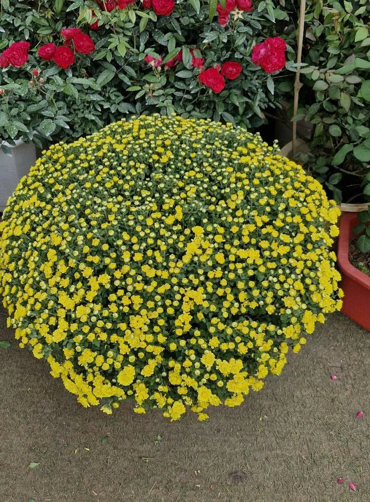 Review Top 3 Cửa Hàng Hoa Kiểng Đẹp, Uy Tín Nên Ghé