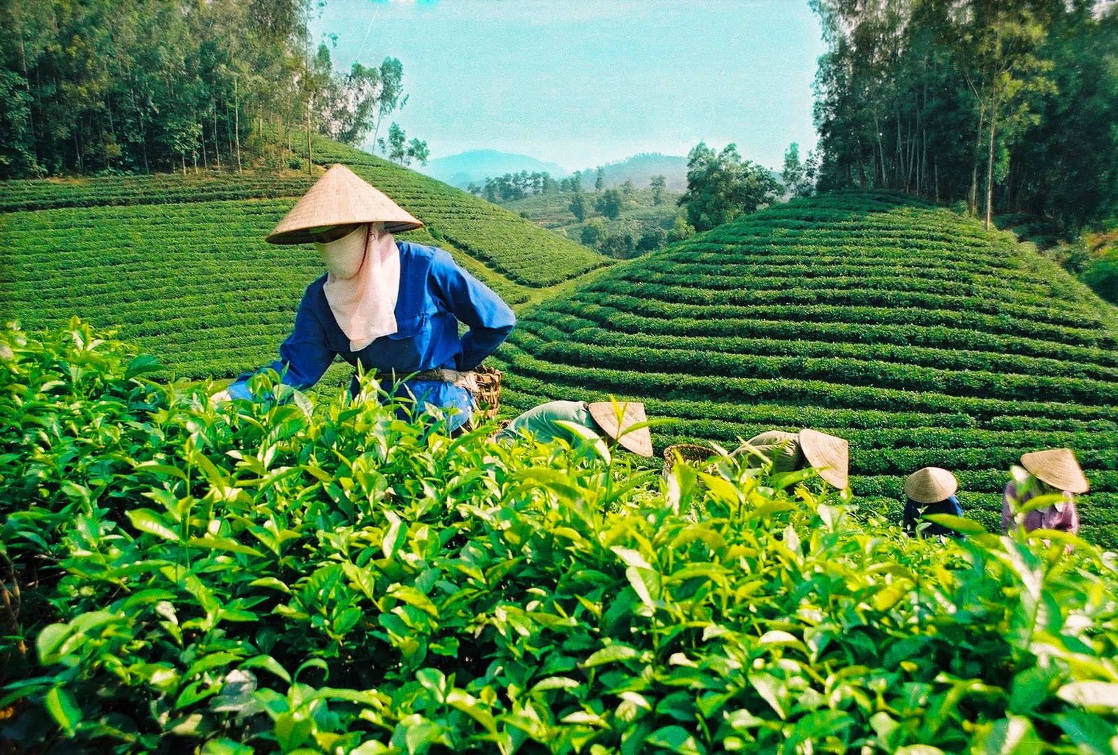 Cốc Farmstay