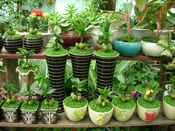 Top 5 địa chỉ bán chậu cây cảnh giá rẻ uy tín tại Gò Vấp, TPHCM