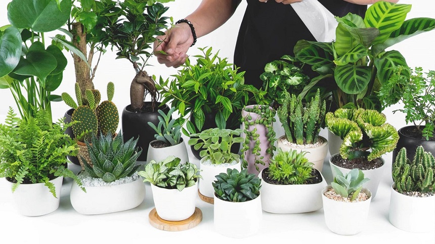 Top 5 địa chỉ bán chậu cây cảnh giá rẻ uy tín tại Gò Vấp, TPHCM