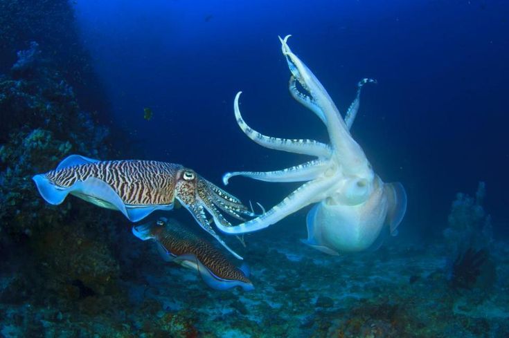 Top 3 Đơn vị cung cấp hải sản sạch, tươi ngon trên thị trường Tp Hồ Chí Minh