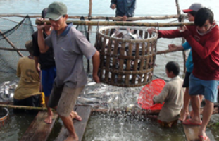 Top 3 trại cá giống giá tốt chất lượng nhất cả nước