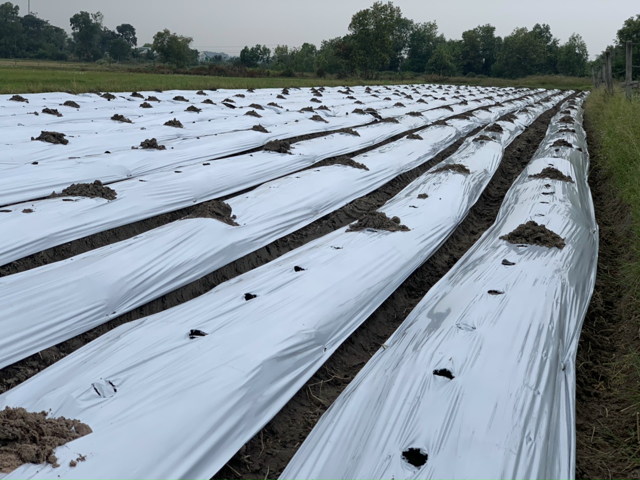 Triển vọng phát triển nông nghiệp tuần hoàn gắn với chuyển đổi số