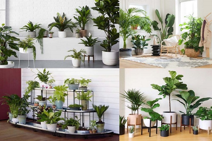 Top 10 Địa chỉ bán cây cảnh uy tín nhất TP. HCM