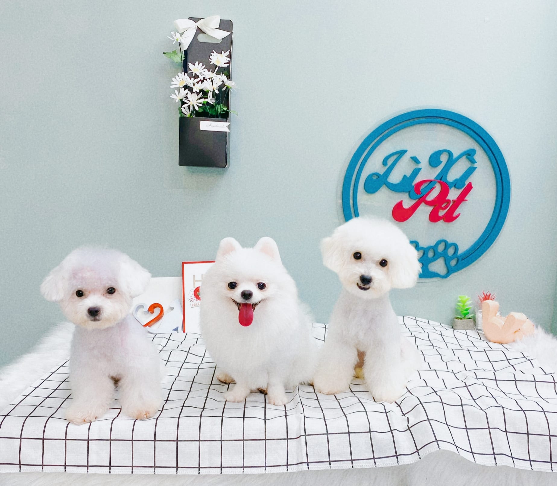 Lì Xì Pet