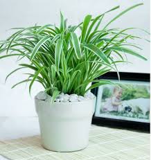 Top 3 Cửa Hàng Kinh Doanh Cây Kiểng Uy Tín Tại Củ Chi