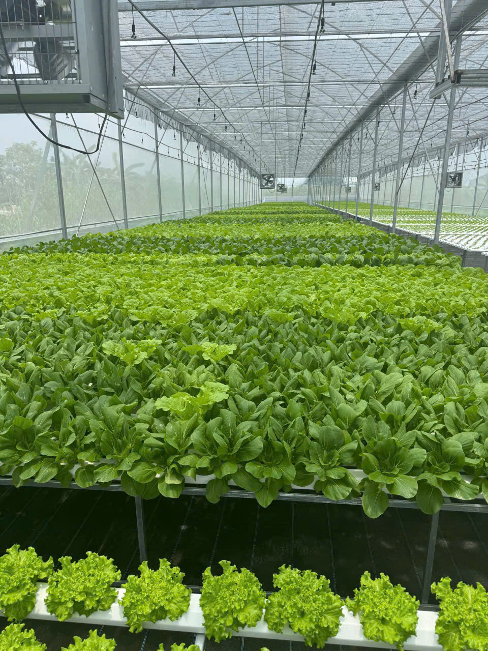 Top 3 Lý Do Chọn Rau Hữu Cơ Green Organics Minh Châu – Lựa Chọn An Toàn Cho Mọi Gia Đình